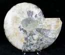 Cut Ammonite Fossil (Half) - Agatized #21207-1